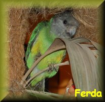náš Ferda, papoušek senegalský