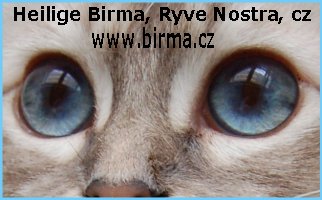 birma-kočky
